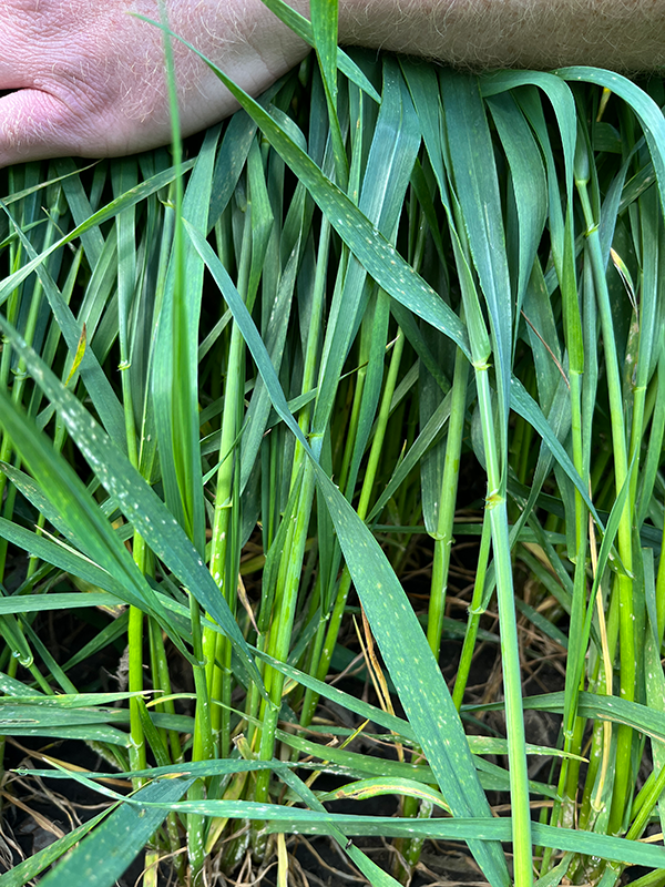 Hvedeplanter med angreb af meldug